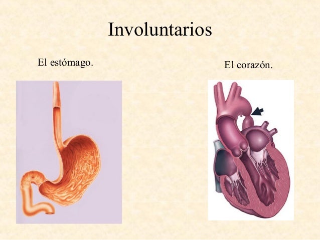 Los músculos