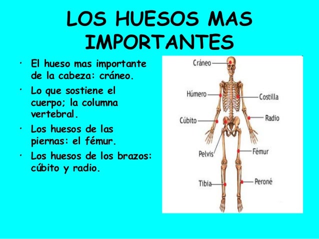 Los músculos