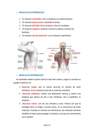 Los músculos | PDF