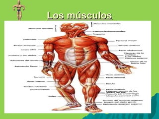 Los músculos | PPT