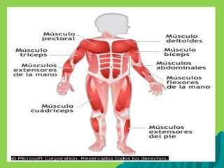 Los músculos | PPT