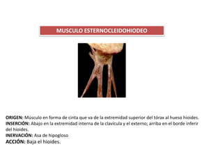 MUSCULO ESTERNOCLEIDOHIODEO
ORIGEN: Músculo en forma de cinta que va de la extremidad superior del tórax al hueso hioides.
INSERCIÓN: Abajo en la extremidad interna de la clavícula y el externo; arriba en el borde inferir
del hioides.
INERVACIÓN: Asa de hipogloso
ACCIÓN: Baja el hioides.
 
