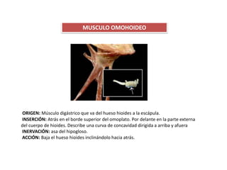 MUSCULO OMOHOIDEO
ORIGEN: Músculo digástrico que va del hueso hioides a la escápula.
INSERCIÓN: Atrás en el borde superior del omoplato. Por delante en la parte externa
del cuerpo de hioides. Describe una curva de concavidad dirigida a arriba y afuera
INERVACIÓN: asa del hipogloso.
ACCIÓN: Baja el hueso hioides inclinándolo hacia atrás.
 