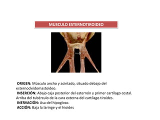 MUSCULO ESTERNOTIROIDEO
ORIGEN: Músculo ancho y acintado, situado debajo del
esternocleidomastoideo.
INSERCIÓN: Abajo caja posterior del esternón y primer cartílago costal.
Arriba del tubérculo de la cara externa del cartílago tiroides.
INERVACIÓN: Asa del hipogloso.
ACCIÓN: Baja la laringe y el hioides
 