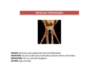 MUSCULO TIROHIOIDEO
ORIGEN. Músculo corto debajo del esternocleidohioideo
INSERCIÓN: Va de los tubérculos tirohioideo al borde inferior del hioideo.
INERVACIÓN: Por un ramo del hipogloso.
ACCIÓN: Baja el hioide
 