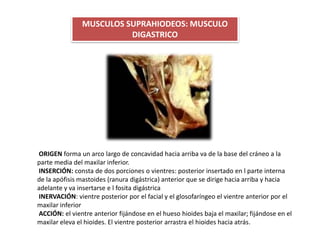 MUSCULOS SUPRAHIODEOS: MUSCULO
DIGASTRICO
ORIGEN forma un arco largo de concavidad hacia arriba va de la base del cráneo a la
parte media del maxilar inferior.
INSERCIÓN: consta de dos porciones o vientres: posterior insertado en l parte interna
de la apófisis mastoides (ranura digástrica) anterior que se dirige hacia arriba y hacia
adelante y va insertarse e l fosita digástrica
INERVACIÓN: vientre posterior por el facial y el glosofaríngeo el vientre anterior por el
maxilar inferior
ACCIÓN: el vientre anterior fijándose en el hueso hioides baja el maxilar; fijándose en el
maxilar eleva el hioides. El vientre posterior arrastra el hioides hacia atrás.
 