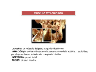 MUSCULO ESTILOHIOIDEO
ORIGEN es un músculo delgado, alargado y fusiforme
INSERCIÓN por arriba se inserta en la parte externa de la apófisis estiloides;
por abajo en la cara anterior del cuerpo del hioides
INERVACIÓN: por el facial
ACCION: eleva el hioides.
 