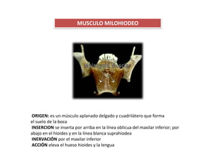 MUSCULO MILOHIODEO
ORIGEN: es un músculo aplanado delgado y cuadrilátero que forma
el suelo de la boca
INSERCION se inserta por arriba en la línea oblicua del maxilar inferior; por
abajo en el hioides y en la línea blanca suprahiodea
INERVACIÓN por el maxilar inferior
ACCIÓN eleva el hueso hioides y la lengua
 