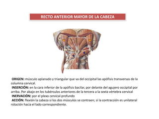 RECTO ANTERIOR MAYOR DE LA CABEZA
ORIGEN: músculo aplanado y triangular que va del occipital las apófisis transversas de la
columna cervical.
INSERCIÓN: en la cara inferior de la apófisis bacilar, por delante del agujero occipital por
arriba. Por abajo en los tubérculos anteriores de la tercera a la sexta vértebra cervical
INERVACIÓN: por el plexo cervical profundo
ACCIÓN: flexión la cabeza si los dos músculos se contraen; si la contracción es unilateral
rotación hacia el lado correspondiente.
 