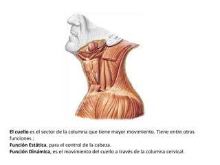 El cuello es el sector de la columna que tiene mayor movimiento. Tiene entre otras
funciones :
Función Estática, para el control de la cabeza.
Función Dinámica, es el movimiento del cuello a través de la columna cervical.
 