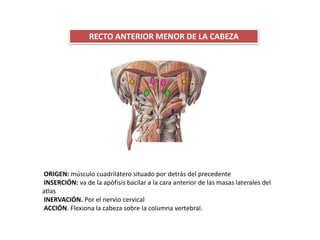 RECTO ANTERIOR MENOR DE LA CABEZA
ORIGEN: músculo cuadrilátero situado por detrás del precedente
INSERCIÓN: va de la apófisis bacilar a la cara anterior de las masas laterales del
atlas
INERVACIÓN. Por el nervio cervical
ACCIÓN. Flexiona la cabeza sobre la columna vertebral.
 