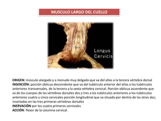 MUSCULO LARGO DEL CUELLO
ORIGEN: músculo alargado y a menudo muy delgado que va del atlas a la tercera vértebra dorsal
INSERCIÓN: porción oblicua descendente que va del tubérculo anterior del atlas a los tubérculos
anteriores transversales, de la tercera a la sexta vértebra cervical. Porción oblicua ascendente que
va de los cuerpos de las vértebras dorsales dos y tres a los tubérculos anteriores a los tubérculos
anteriores cuatro y cinco cervicales porción longitudinal que va situado por dentro de las otras dos;
insertadas en las tres primeras vértebras dorsales
INERVACIÓN por los cuatro primeros cervicales
ACCIÓN: flexor de la columna cervical.
 