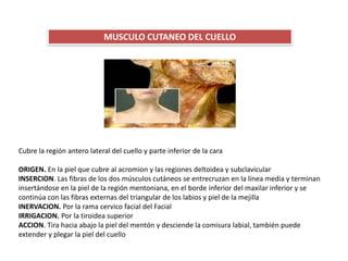 MUSCULO CUTANEO DEL CUELLO
Cubre la región antero lateral del cuello y parte inferior de la cara
ORIGEN. En la piel que cubre al acromion y las regiones deltoidea y subclavicular
INSERCION. Las fibras de los dos músculos cutáneos se entrecruzan en la línea media y terminan
insertándose en la piel de la región mentoniana, en el borde inferior del maxilar inferior y se
continúa con las fibras externas del triangular de los labios y piel de la mejilla
INERVACION. Por la rama cervico facial del Facial
IRRIGACION. Por la tiroidea superior
ACCION. Tira hacia abajo la piel del mentón y desciende la comisura labial, también puede
extender y plegar la piel del cuello
 