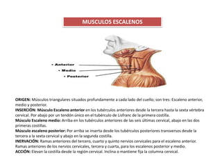 MUSCULOS ESCALENOS
ORIGEN: Músculos triangulares situados profundamente a cada lado del cuello; son tres: Escaleno anterior,
medio y posterior.
INSERCIÓN: Músculo Escaleno anterior en los tubérculos anteriores desde la tercera hasta la sexta vértebra
cervical. Por abajo por un tendón único en el tubérculo de Lisfranc de la primera costilla.
Músculo Escaleno medio: Arriba en los tubérculos anteriores de las seis últimas cervical, abajo en las dos
primeras costillas.
Músculo escaleno posterior: Por arriba se inserta desde los tubérculos posteriores transversos desde la
tercera a la sexta cervical y abajo en la segunda costilla.
INERVACIÓN: Ramas anteriores del tercero, cuarto y quinto nervios cervicales para el escaleno anterior.
Ramas anteriores de los nervios cervicales, tercera y cuarta, para los escalenos posterior y medio.
ACCIÓN: Elevan la costilla desde la región cervical. Inclina o mantiene fija la columna cervical.
 