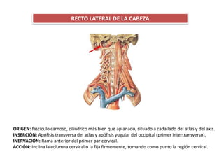 RECTO LATERAL DE LA CABEZA
ORIGEN: fascículo carnoso, cilíndrico más bien que aplanado, situado a cada lado del atlas y del axis.
INSERCIÓN: Apófisis transversa del atlas y apófisis yugular del occipital (primer intertransverso).
INERVACIÓN: Rama anterior del primer par cervical.
ACCIÓN: Inclina la columna cervical o la fija firmemente, tomando como punto la región cervical.
 
