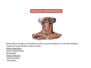 MUSCULOS INFRANHOIDEOS
Descienden la laringe y la mandíbula cuando su punto de apoyo es en el hueso hioides y
mueven el hueso hioides a todos los lados.
•Plano Superficial:
Esternocleidohioideo.
Omohiodeo.
•Plano Profundo:
Esternotiroideo.
Tirohioideo.
 