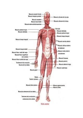Los músculos del cuerpo