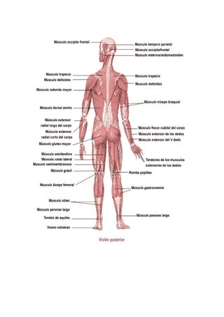 Los músculos del cuerpo