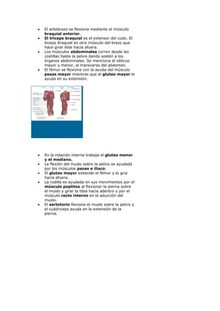 Los músculos del cuerpo