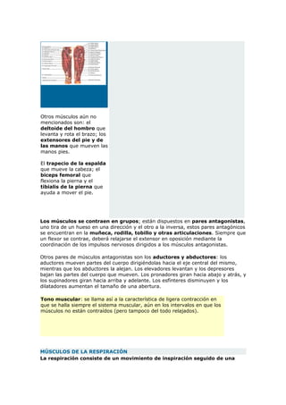 Los músculos del cuerpo