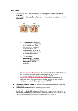Los músculos del cuerpo