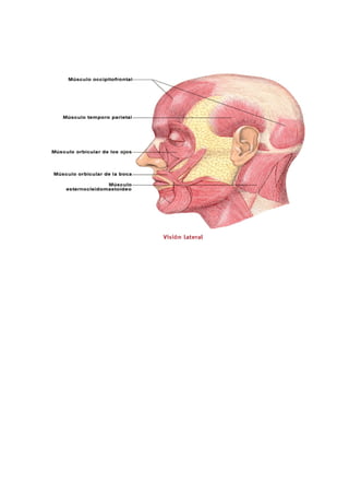 Los músculos del cuerpo
