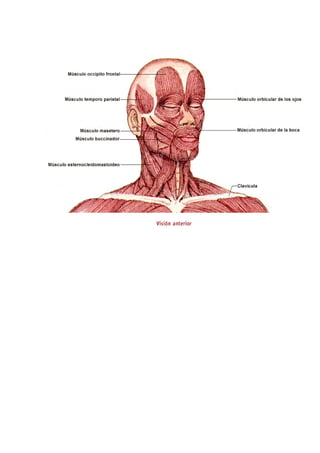 Los músculos del cuerpo