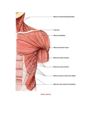 Los músculos del cuerpo