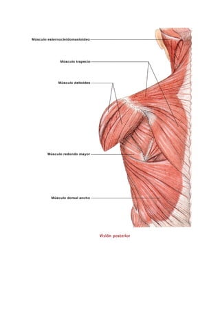 Los músculos del cuerpo