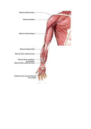Los músculos del cuerpo
