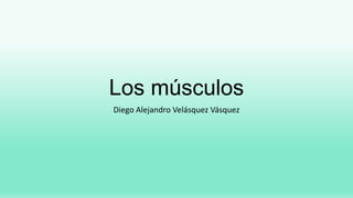 Los músculos
Diego Alejandro Velásquez Vásquez
 