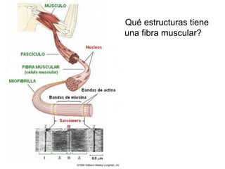 ¿ Qué estructuras tiene
una fibra muscular?
 