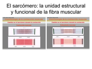 El sarcómero: la unidad estructural
y funcional de la fibra muscular
 