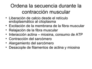 Ordena la secuencia durante la
contracción muscular
• Liberación de calcio desde el retículo
endoplasmático al citoplasma
• Excitación de la membrana de la fibra muscular
• Relajación de la fibra muscular
• Interacción actina – miosina, consumo de ATP
• Contracción del sarcómero
• Alargamiento del sarcómero
• Desacople de filamentos de actina y miosina
 