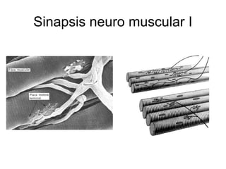 Sinapsis neuro muscular I
 