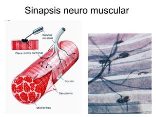 Sinapsis neuro muscular
 