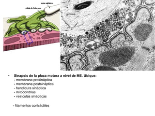 • Sinapsis de la placa motora a nivel de ME. Ubique:
- membrana presináptica
- membrana postsináptica
- hendidura sináptica
- mitocondrias
- vesículas sinápticas
- filamentos contráctiles
 