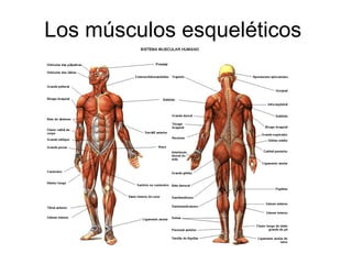Los músculos esqueléticos
 