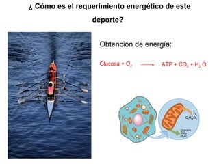 ¿ Cómo es el requerimiento energético de este
deporte?
Obtención de energía:
Glucosa + O2 ATP + CO2 + H2 O
 