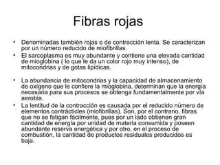 Fibras rojas
• Denominadas también rojas o de contracción lenta. Se caracterizan
por un número reducido de miofibrillas.
• El sarcoplasma es muy abundante y contiene una elevada cantidad
de mioglobina ( lo que le da un color rojo muy intenso), de
mitocondrias y de gotas lipídicas.
• La abundancia de mitocondrias y la capacidad de almacenamiento
de oxígeno que le confiere la mioglobina, determinan que la energía
necesaria para sus procesos se obtenga fundamentalmente por vía
aerobia.
• La lentitud de la contracción es causada por el reducido número de
elementos contrácticles (miofibrillas). Son, por el contrario, fibras
que no se fatigan fácilmente, pues por un lado obtienen gran
cantidad de energía por unidad de materia consumida y poseen
abundante reserva energética y por otro, en el proceso de
combustión, la cantidad de productos residuales producidos es
baja.
 