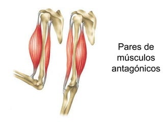 Pares de
músculos
antagónicos
 