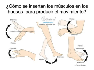 ¿Cómo se insertan los músculos en los
huesos para producir el movimiento?
 
