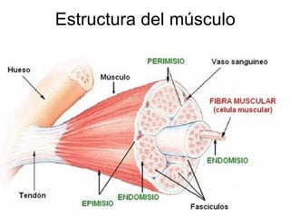 Estructura del músculo
 