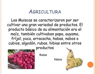 AGRICULTURA
Los Muiscas se caracterizaron por ser
cultivar una gran variedad de productos. El
producto básico de su alimentación era el
maíz, también cultivaban papa, auyama,
fríjol, yuca, arracacha, habas, nabos o
cubios, algodón, rubas, hibias entre otros
productos
Nabos
Rubas
 