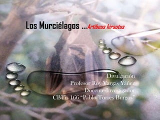 Los Murciélagos …Artibeus hirsutus



                             Divulgación
               Profesor Roy Vargas Yáñez
                     Docente-Investigador
         CBTis 166 “Pablo Torres Burgos”
 