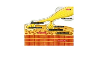 ESQUEMAS DE LOS MUSCULOS