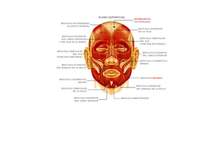 ESQUEMAS DE LOS MUSCULOS