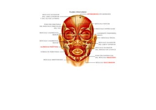 ESQUEMAS DE LOS MUSCULOS