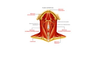ESQUEMAS DE LOS MUSCULOS