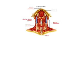ESQUEMAS DE LOS MUSCULOS